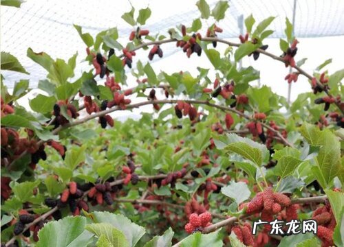 桑葚开花是什么样子 在几月份开花结果