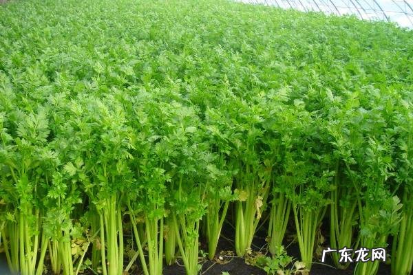 西芹是什么菜,西芹和芹菜的区别