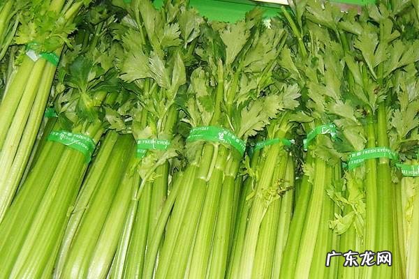 西芹是什么菜,西芹和芹菜的区别