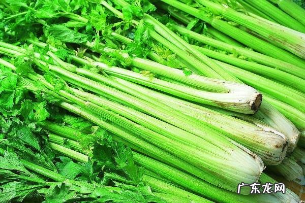 西芹是什么菜,西芹和芹菜的区别