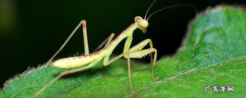 螳螂是益虫还是害虫,螳螂怎么饲养