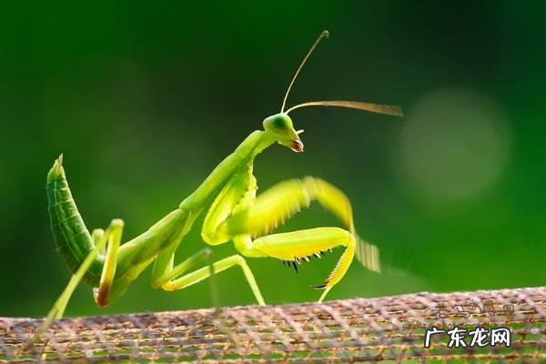 螳螂是益虫还是害虫,螳螂怎么饲养