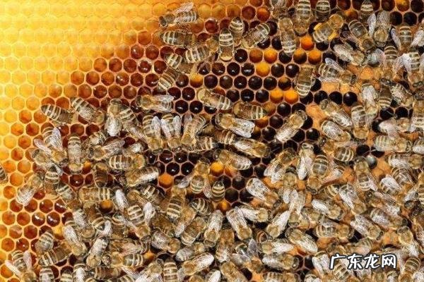 蜂王几天出台,如何出台