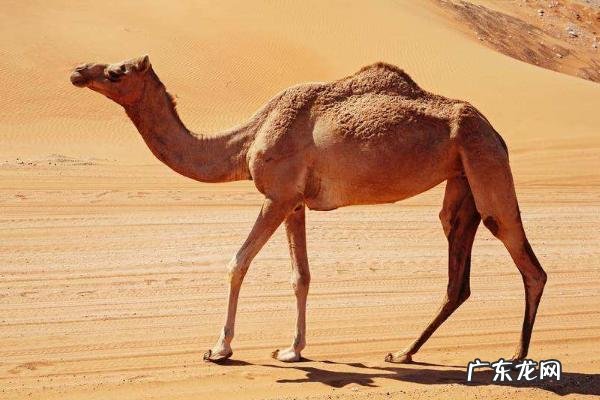 骆驼几个胃,附介绍反刍动物的胃