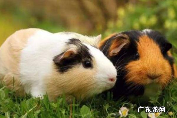 荷兰猪吃什么,不能吃什么