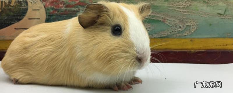 荷兰猪吃什么,不能吃什么