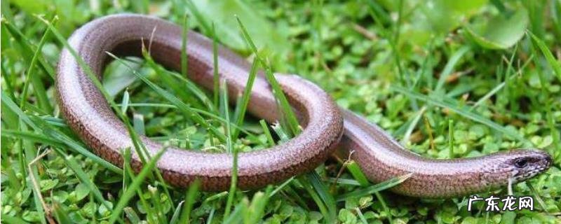 玻璃蛇有毒吗,长什么样