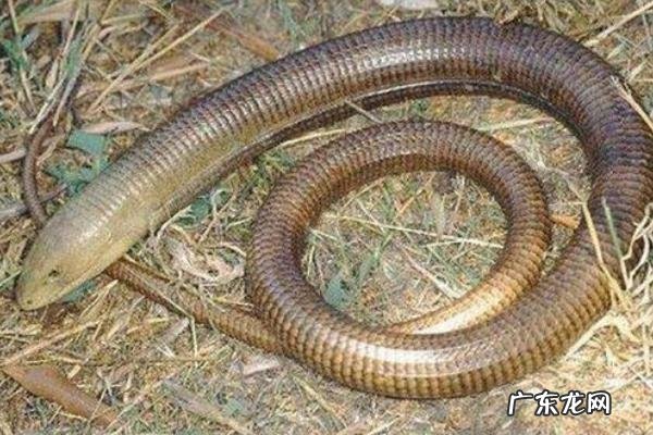 玻璃蛇有毒吗,长什么样