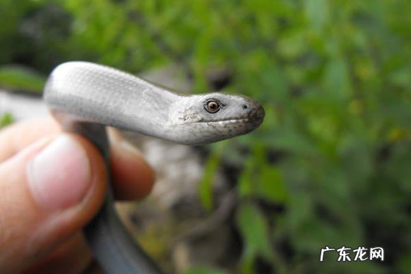 玻璃蛇有毒吗,长什么样