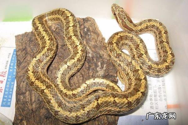 白条锦蛇有毒吗，附生活习性和养殖注意事项