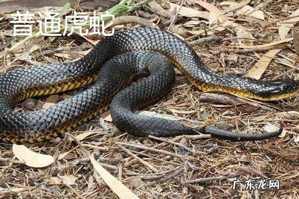 虎蛇种类有哪些，不同种类的外形特征不同