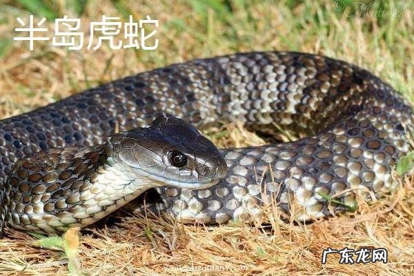 虎蛇种类有哪些，不同种类的外形特征不同