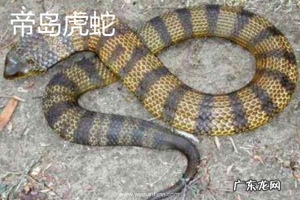 虎蛇种类有哪些，不同种类的外形特征不同