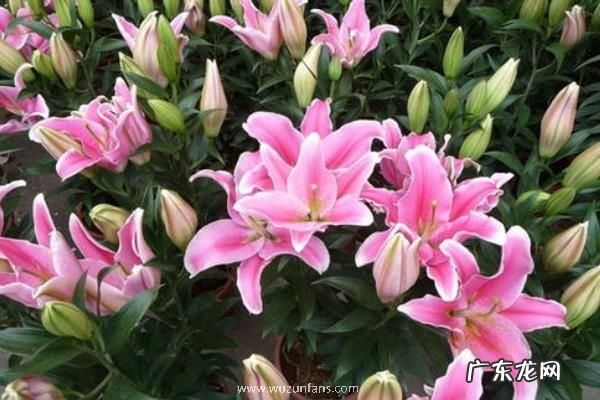 香水百合产地在哪里,附生长环境和价值功效