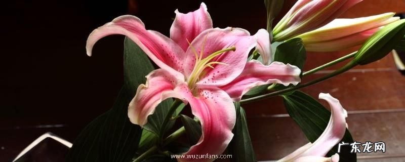 香水百合产地在哪里,附生长环境和价值功效