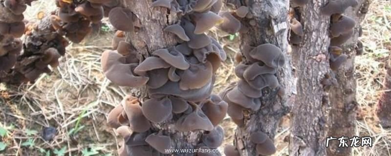 黑木耳产地在哪里,附功效作用