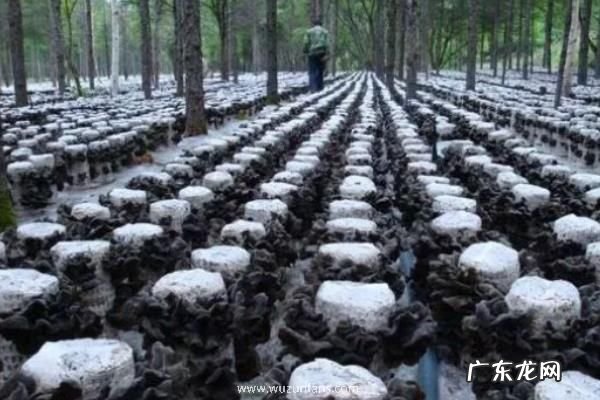 黑木耳产地在哪里,附功效作用