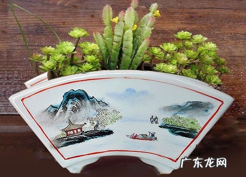 扇形花盆适合养什么花