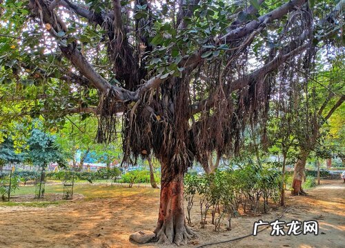 榕树是什么花序类型