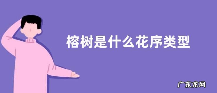 榕树是什么花序类型