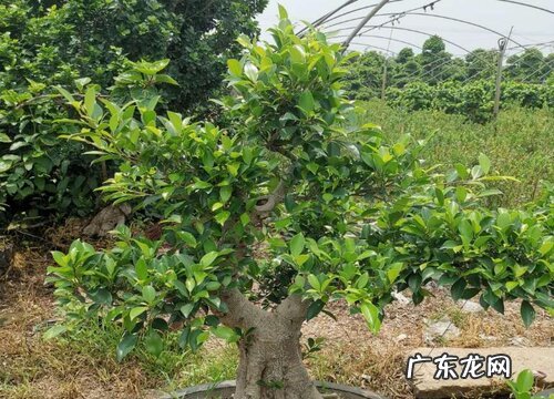 榕树是什么花序类型