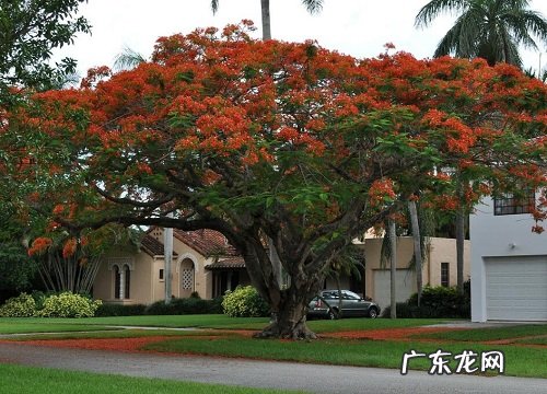 厦门的市树是什么树