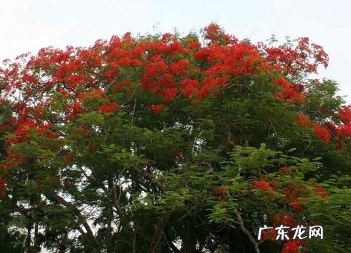 厦门的市树是什么树