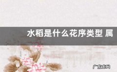 水稻是什么花序类型 属于圆锥花序