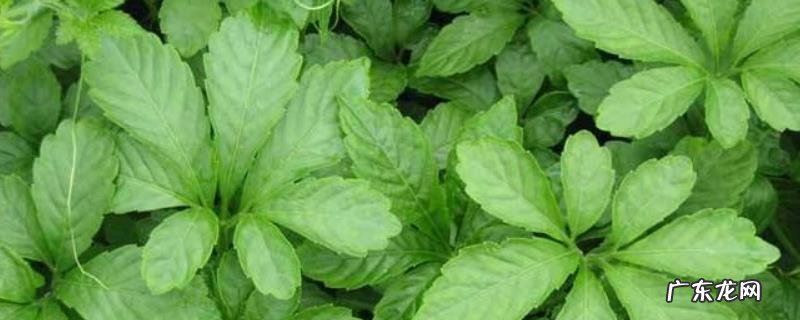 绞股蓝产地是哪里,附产地环境介绍