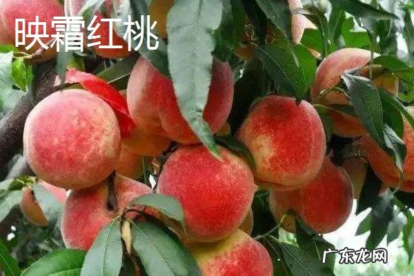 新品种桃子有哪些品种,各有什么特点