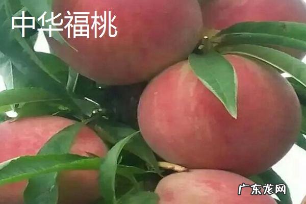 新品种桃子有哪些品种,各有什么特点