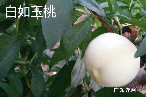 新品种桃子有哪些品种,各有什么特点