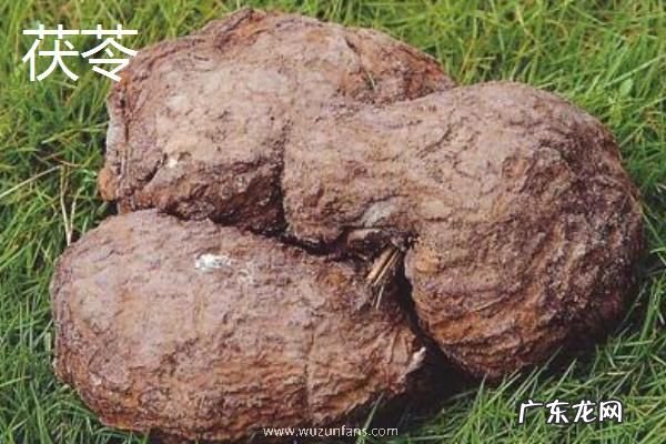 土茯苓与茯苓的区别是什么，科属、药性和功效都有区别