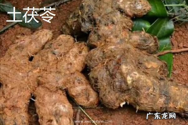 土茯苓与茯苓的区别是什么，科属、药性和功效都有区别