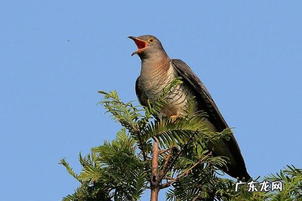 杜鹃吃什么食物,附常见的种类介绍