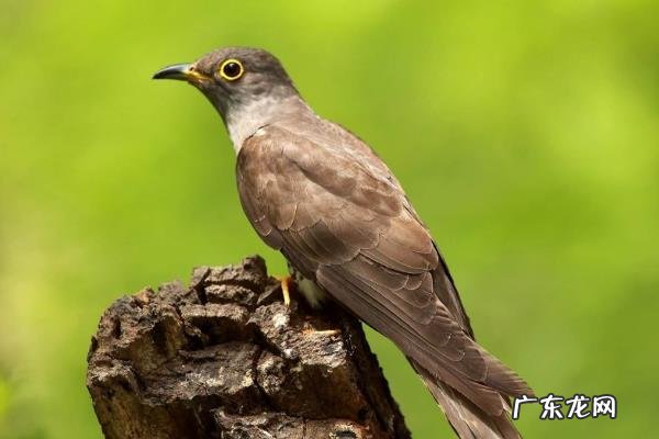 杜鹃吃什么食物,附常见的种类介绍