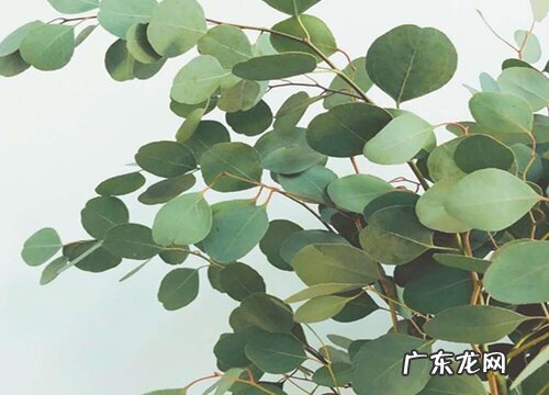 尤加利种植条件 对生长环境的要求