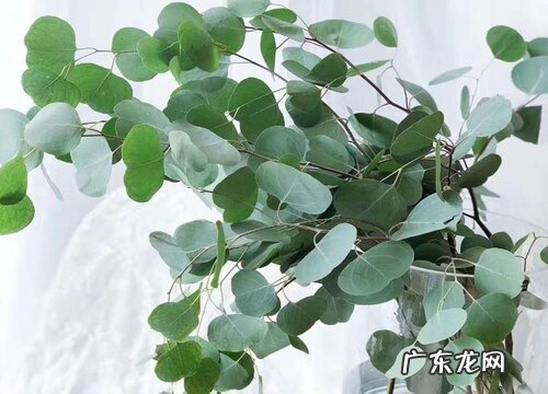尤加利种植条件 对生长环境的要求