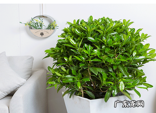 吸灰尘的盆栽有哪些