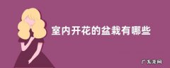 室内开花的盆栽有哪些