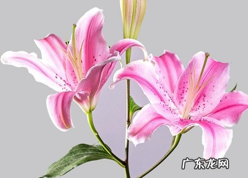 百合是什么花序类型 属于总状花序