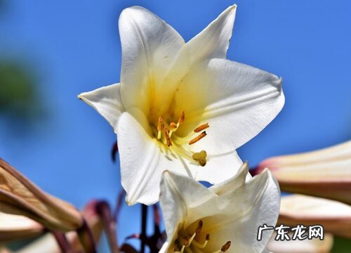 百合是什么花序类型 属于总状花序