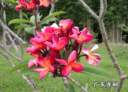 鸡蛋花树什么时候剪枝 修剪时间与方法