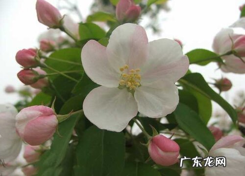 苹果是什么花序类型 属于伞状花序