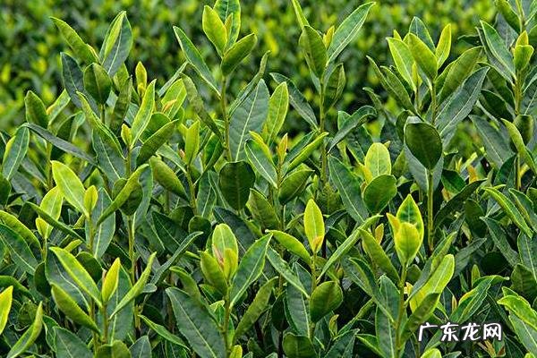 碧螺春是绿茶吗，附功效