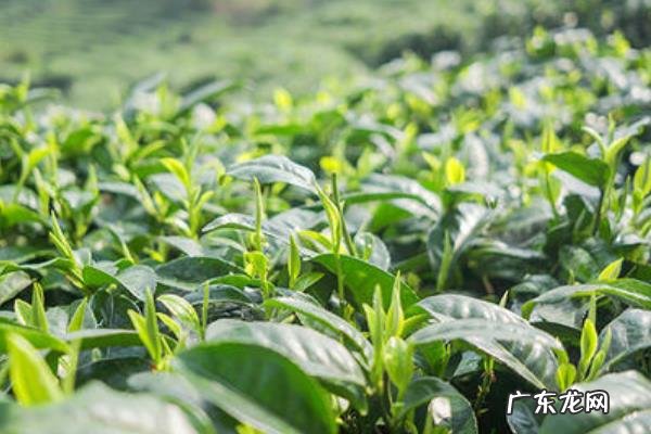 碧螺春是绿茶吗，附功效