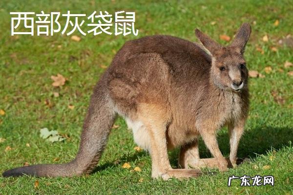 袋鼠打架厉害吗,吃什么食物,有哪些常见的种类