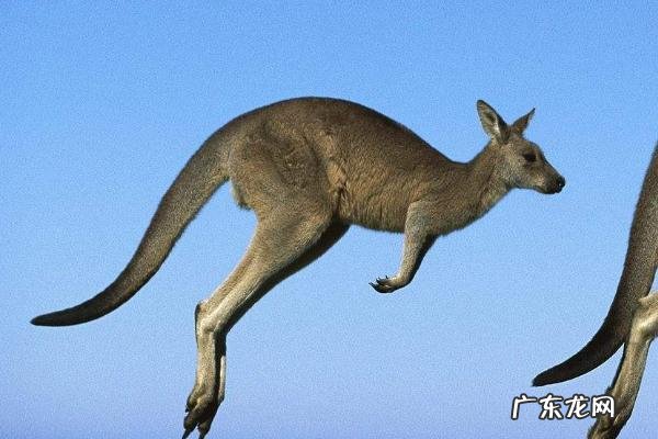 袋鼠打架厉害吗,吃什么食物,有哪些常见的种类