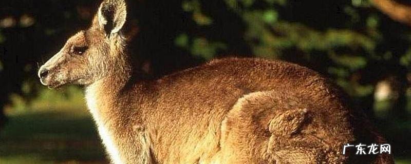 袋鼠打架厉害吗,吃什么食物,有哪些常见的种类