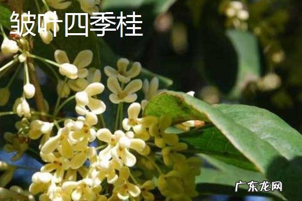 桂花树的品种有哪些，有什么特点